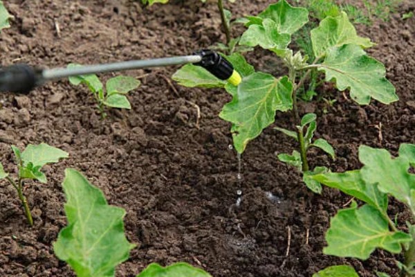 大棚茄子的种植方法,选择地势相对平坦的的种植地