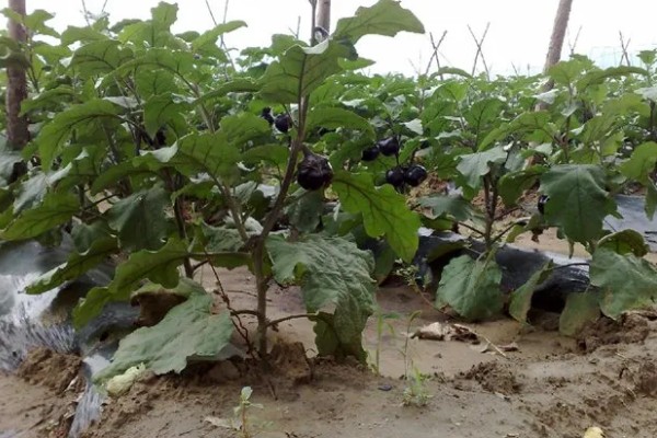 大棚茄子的种植方法,选择地势相对平坦的的种植地