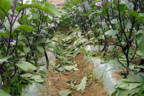 大棚茄子的种植方法,选择地势相对平坦的的种植地