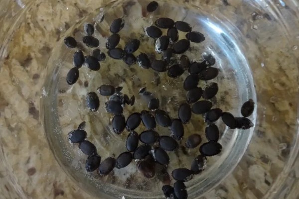 大棚茄子的种植方法,选择地势相对平坦的的种植地