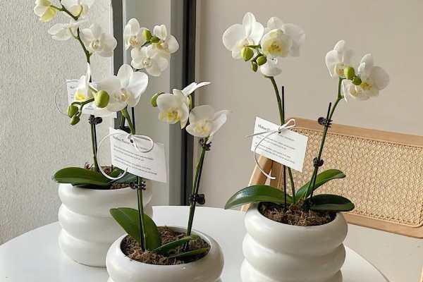 蝴蝶兰的养殖方式,夏季高温时要喷水降温