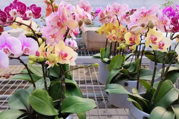 蝴蝶兰的养殖方式,夏季高温时要喷水降温