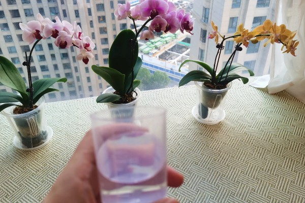 蝴蝶兰的养殖方式,夏季高温时要喷水降温