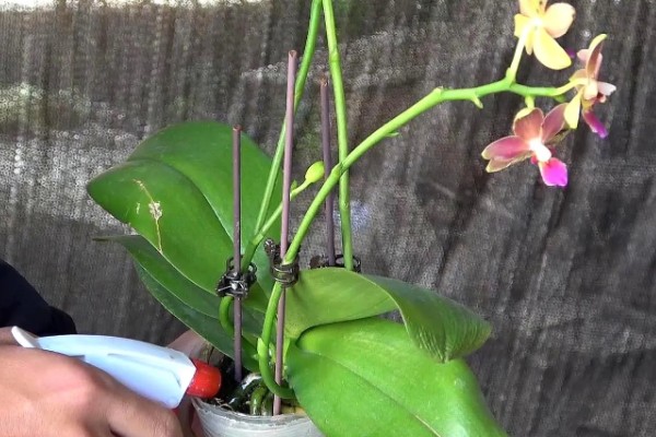 蝴蝶兰的养殖方式,夏季高温时要喷水降温