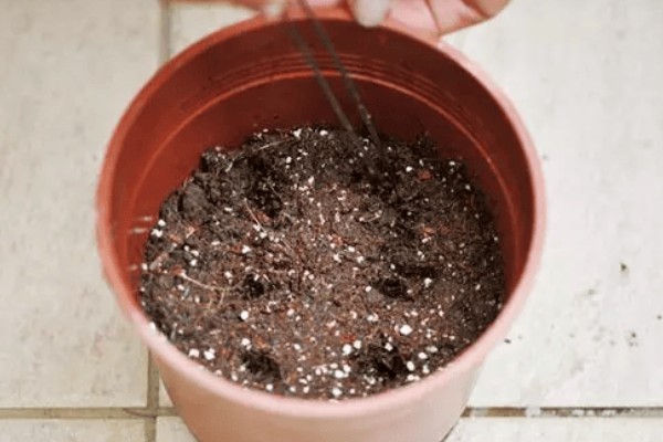 蝴蝶兰的养殖方式,夏季高温时要喷水降温