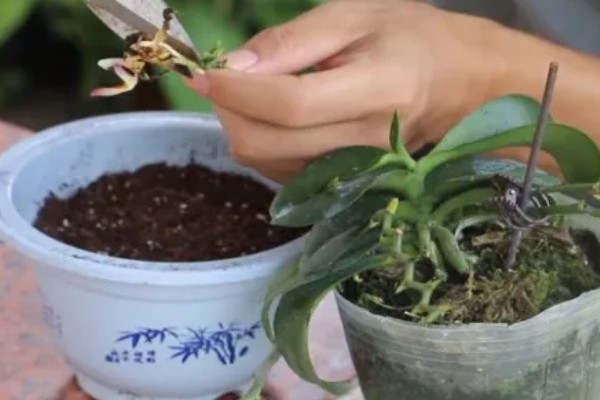 蝴蝶兰的养殖方式,夏季高温时要喷水降温