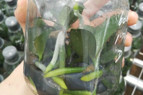 蝴蝶兰的养殖方式,夏季高温时要喷水降温