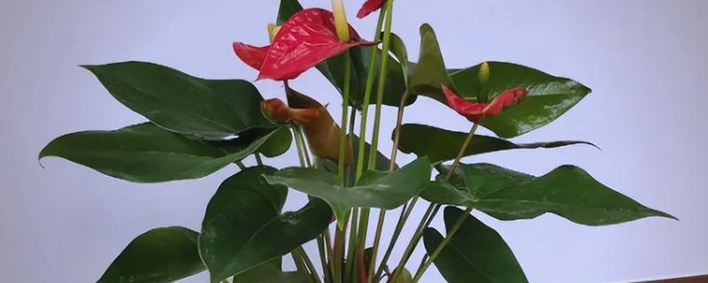 红掌的养护方式，适宜生长的温度在25℃左右