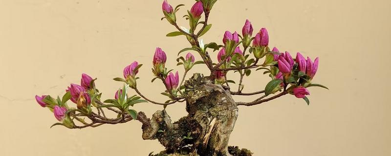 映山红开花后如何修剪，及时修剪掉开败的残花