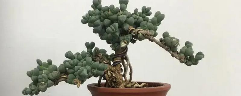 鹿角海棠如何繁殖，可扦插也可播种