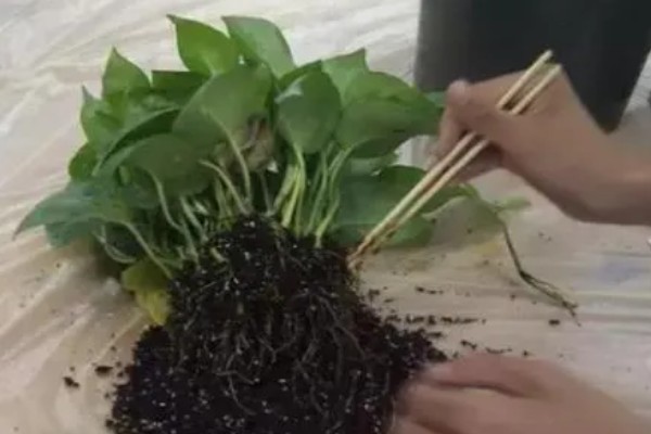 养殖绿萝土壤为什么出现白霉,一般是感染病菌所致