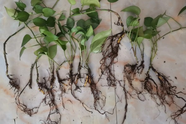 养殖绿萝土壤为什么出现白霉,一般是感染病菌所致