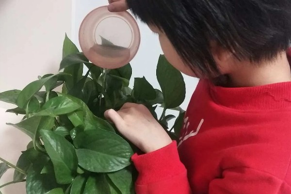 养殖绿萝土壤为什么出现白霉,一般是感染病菌所致