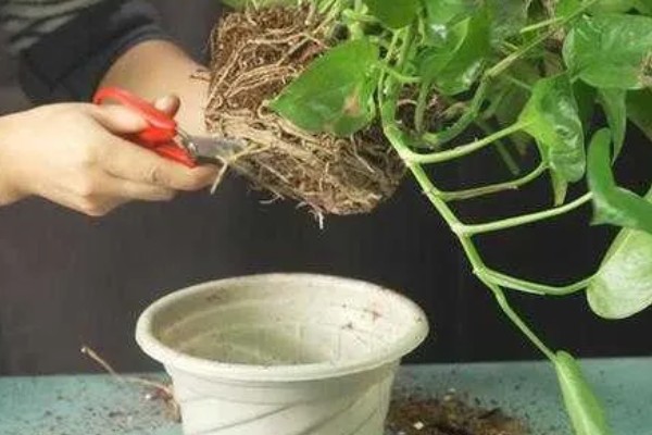 养殖绿萝土壤为什么出现白霉,一般是感染病菌所致