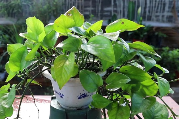 养殖绿萝土壤为什么出现白霉,一般是感染病菌所致