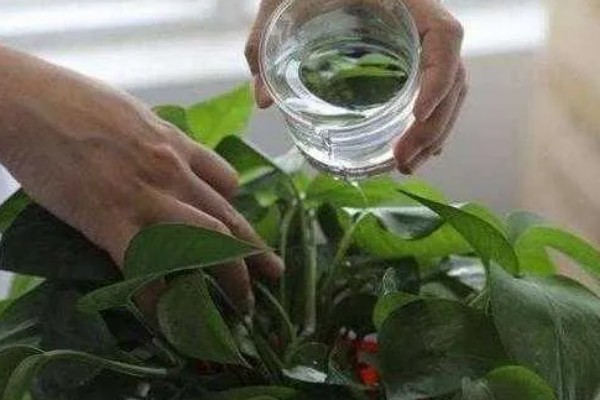 养殖绿萝土壤为什么出现白霉,一般是感染病菌所致