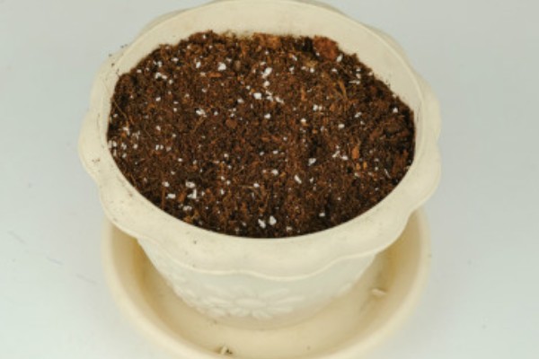 养殖绿萝土壤为什么出现白霉,一般是感染病菌所致