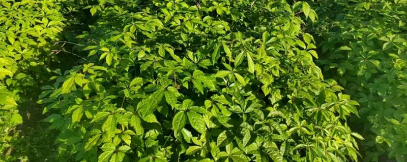 刺五加的田间管理方法，每个生育期应追肥2-3次