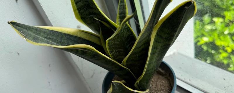 虎皮兰冬天可以插活吗，冬天可以插活