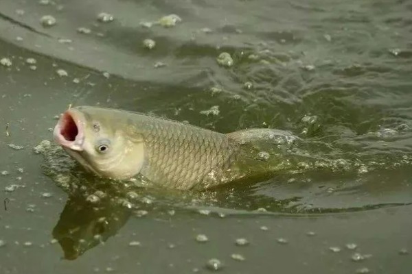 钓草鱼的适宜水深,可以在1-4米的水层中作钓
