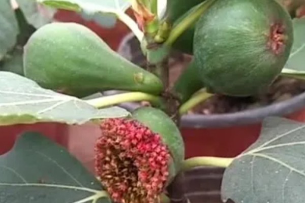 无花果不开花是不是真的，无花果会开花