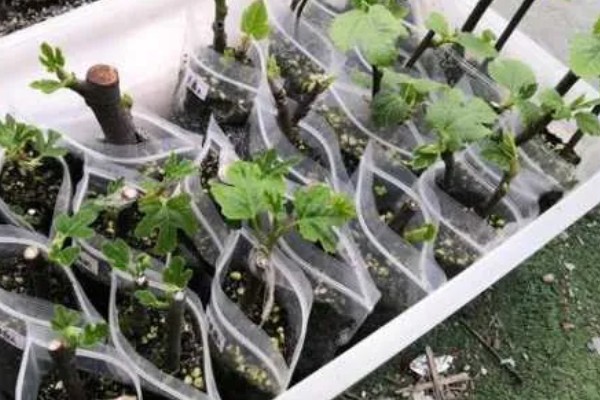 无花果不开花是不是真的，无花果会开花