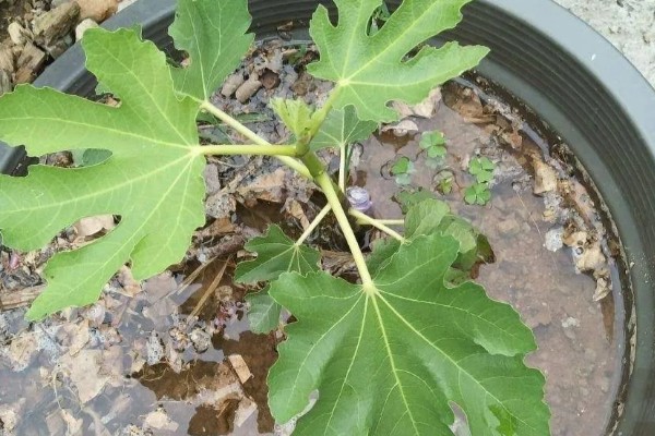 无花果不开花是不是真的，无花果会开花