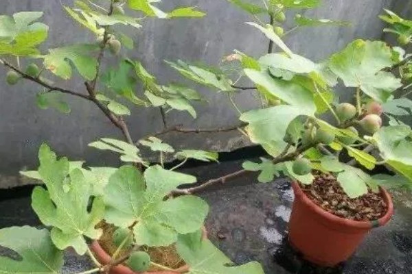 无花果不开花是不是真的，无花果会开花