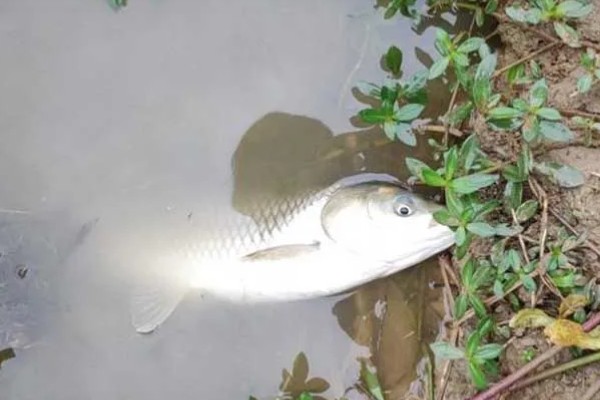 钓草鱼的适宜水深,可以在1-4米的水层中作钓