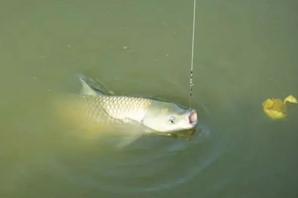 钓草鱼的适宜水深,可以在1-4米的水层中作钓