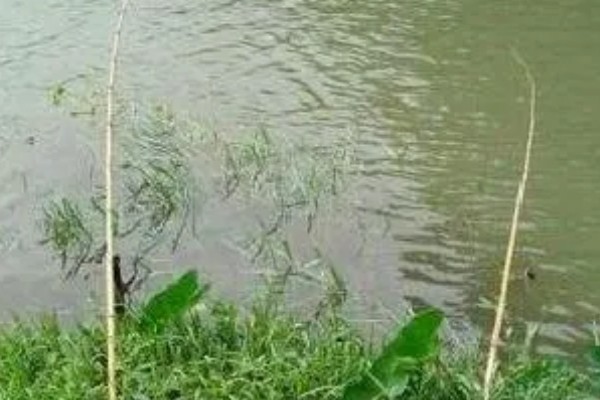 钓草鱼的适宜水深,可以在1-4米的水层中作钓