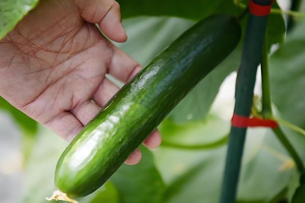 好吃又高产的黄瓜品种,丰元6号青瓜、青二号等品种满足条件