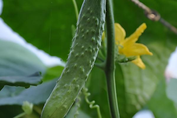 好吃又高产的黄瓜品种,丰元6号青瓜、青二号等品种满足条件