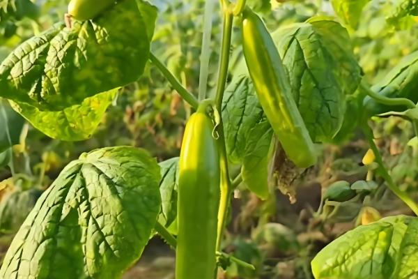 好吃又高产的黄瓜品种,丰元6号青瓜、青二号等品种满足条件