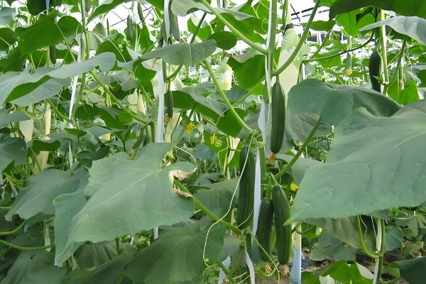 好吃又高产的黄瓜品种,丰元6号青瓜、青二号等品种满足条件