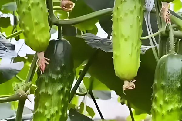 好吃又高产的黄瓜品种,丰元6号青瓜、青二号等品种满足条件
