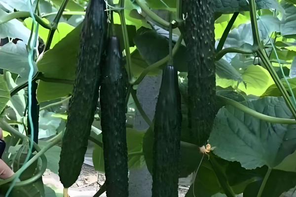 好吃又高产的黄瓜品种,丰元6号青瓜、青二号等品种满足条件
