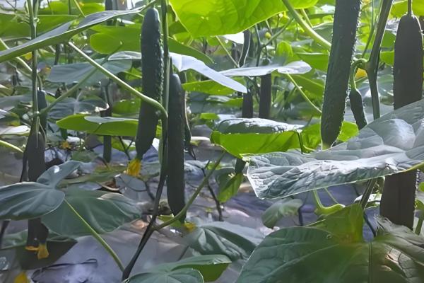 好吃又高产的黄瓜品种,丰元6号青瓜、青二号等品种满足条件