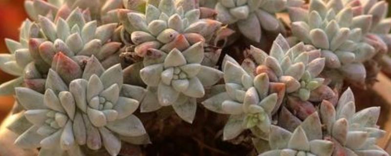 白菊多肉多头养殖方式，摆放在向阳位置上养护