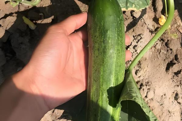 好吃又高产的黄瓜品种,丰元6号青瓜、青二号等品种满足条件