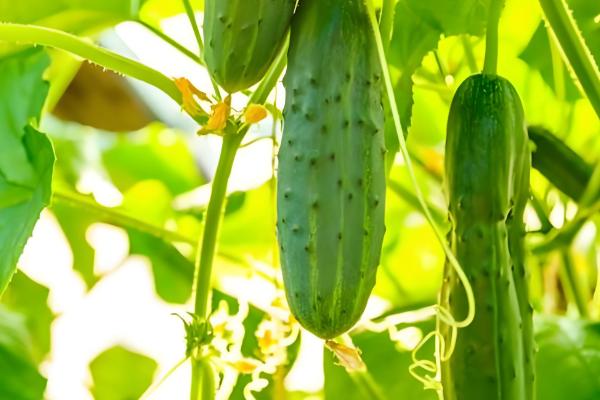 好吃又高产的黄瓜品种,丰元6号青瓜、青二号等品种满足条件