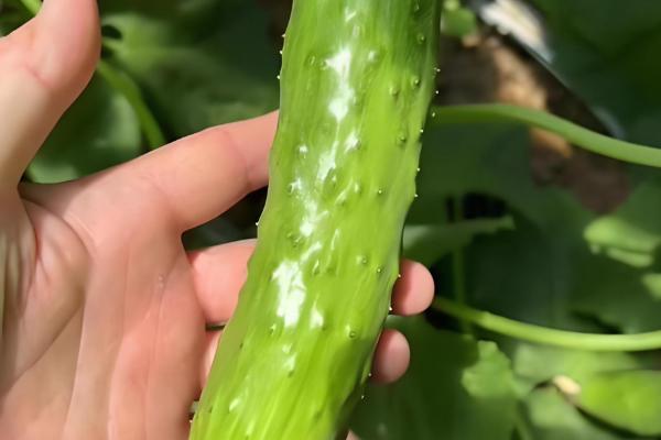 好吃又高产的黄瓜品种,丰元6号青瓜、青二号等品种满足条件