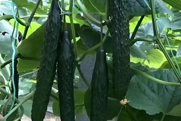 好吃又高产的黄瓜品种,丰元6号青瓜、青二号等品种满足条件