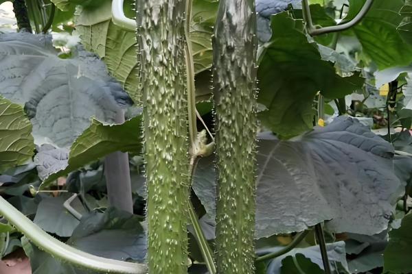 好吃又高产的黄瓜品种,丰元6号青瓜、青二号等品种满足条件