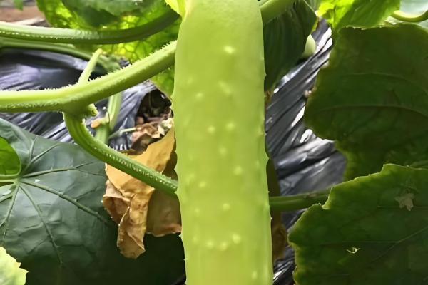好吃又高产的黄瓜品种,丰元6号青瓜、青二号等品种满足条件