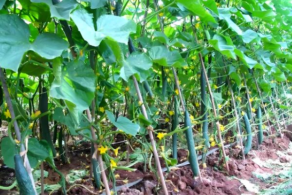 好吃又高产的黄瓜品种,丰元6号青瓜、青二号等品种满足条件