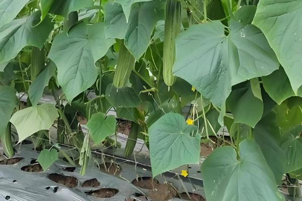 好吃又高产的黄瓜品种,丰元6号青瓜、青二号等品种满足条件