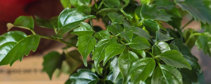 怎么养幸福树，适合生长在湿润的环境中