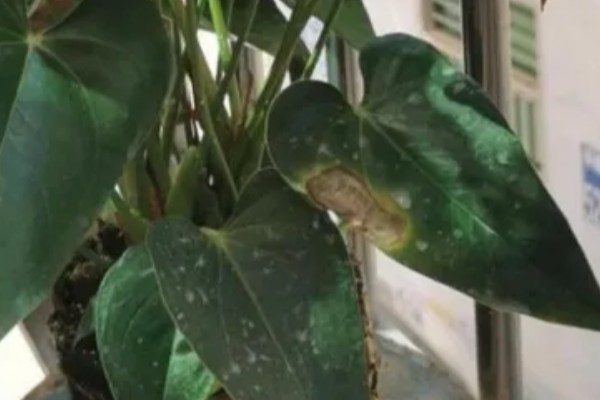 红掌叶子长黄斑的原因,可能是强光灼伤所致