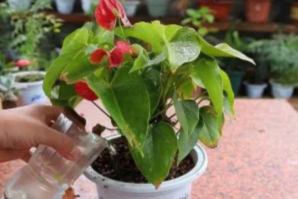 红掌叶子长黄斑的原因,可能是强光灼伤所致